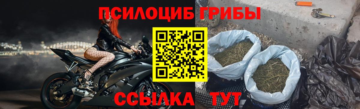 Псилоцибиновые грибы мицелий Новозыбков